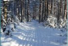 Лыжня здоровья, Сокольский район