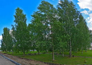 Сквер, в честь сокольчан-ликвидаторов аварии на Чернобыльской АЭС