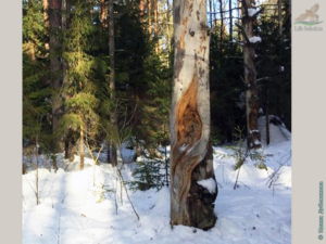 "Лесной Дух" - работа сокольчанина Евгения Богомолова