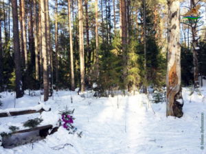 Скамеечка возле "Лесного духа", работа Евгения Богомолова