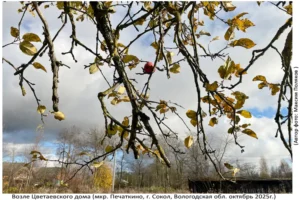 Цветаевский Дом (Печаткино, октябрь 2025)