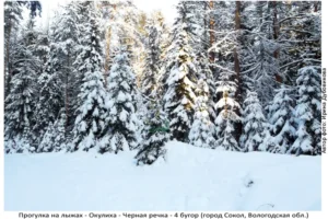 Лыжня здоровья: Солдек - Окулиха