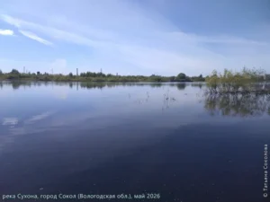 река Сухона, май 2026 г.