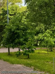 В сквере (город Сокол), фото 2026 г.