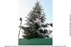 Деревня Гуриево