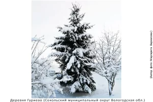 Деревня Гуриево