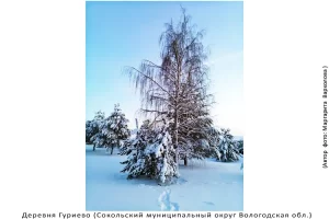 Деревня Гуриево