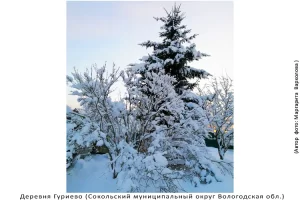 Деревня Гуриево